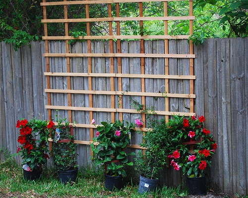 Garden Ideas To Hide Fence 46 best hiding ugly fencing images on pinterest | garden ideas Garden Ideas To Hide Fence 46 best hiding ugly fencing images on pinterest | garden ideas