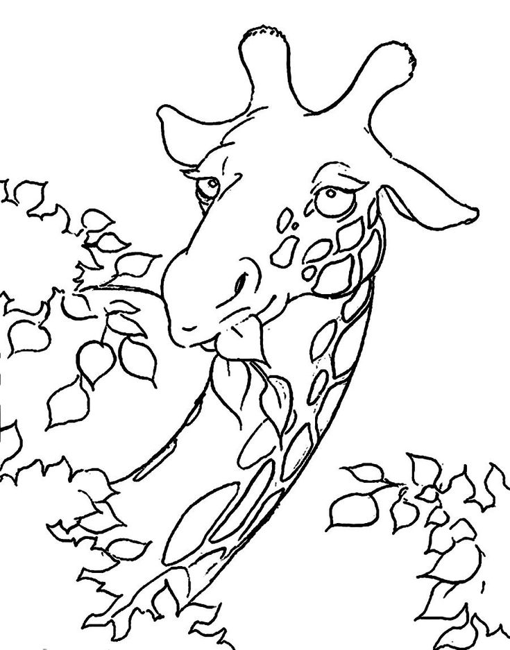 giraffe face coloring page coloring pages