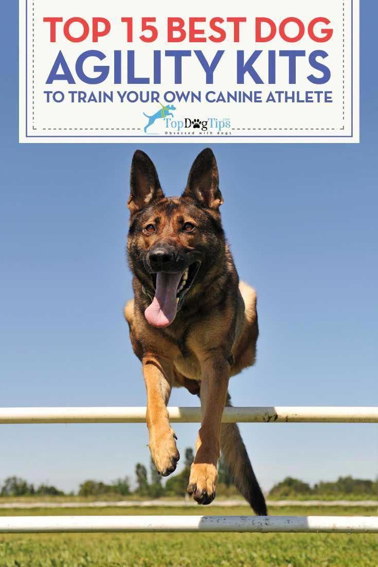 Older Dog Toileting Inside Agility Training For Dogs Dog
