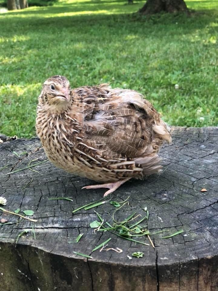8 Different RARE Colors!!! RARE Myshire Farm coturnix quail hatching Eggs! 110