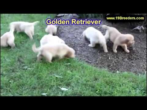 Labrador Retriever Puppies Kansas City Area Golden Retriever