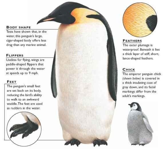Emperor penguin Penguin Body Pillow | Penguins, Body
