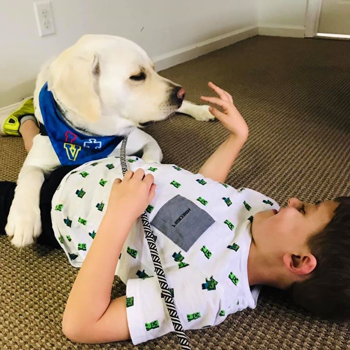 Pin On Service Dogs