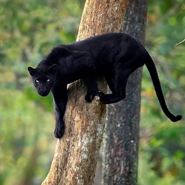 A sleek black panther descending from a tree in the Indian forest