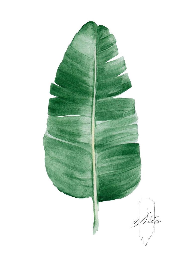 1s324s Green Palm Tropical Banana Leaves Canvas Wall Art Print 49cm Square 1s324s Green Palm Tropical Banana Leaves Canvas Wall Art Print 49cm Square
