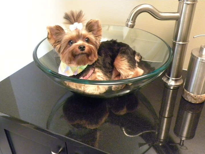 Image result for yorkie bath