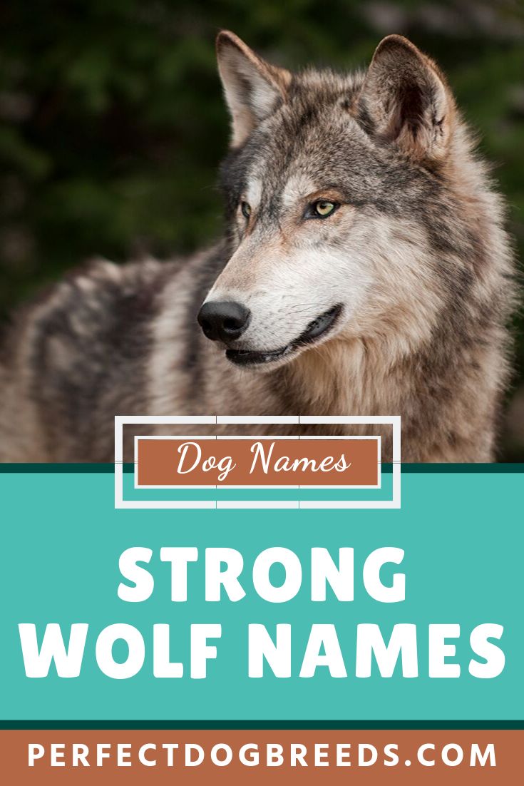 Strong Wolf Names | Wolf name, Dog names, Boy dog names