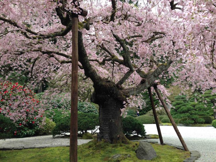cherry tree yukiko nishimura 12 best tokyo los angeles images on downtown los angeles tokyo downtown and cherry tree yukiko nishimura 12 best tokyo los angeles images on downtown los angeles tokyo downtown and