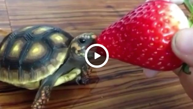 Can Painted Turtles Eat Cat Food Can Painted Turtles Eat Cat Food