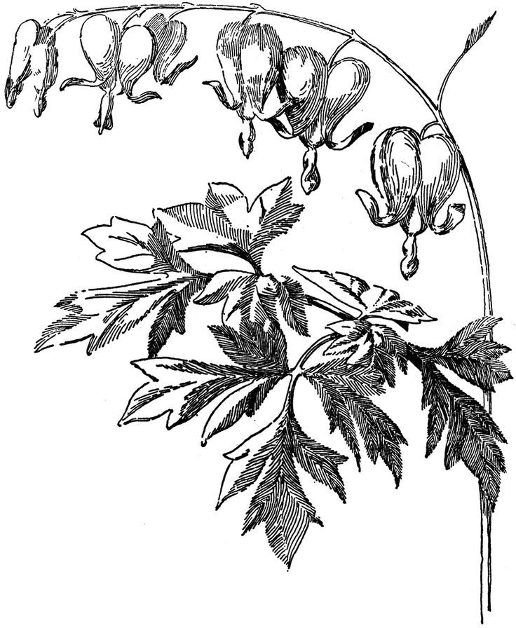 Image result for bleeding heart flower Flower line