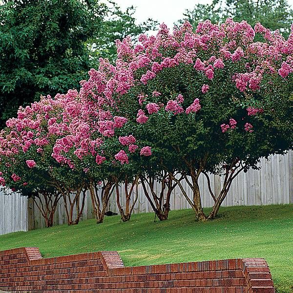 Crepe Myrtle Pruning Step-by-Step | Beautiful gardens