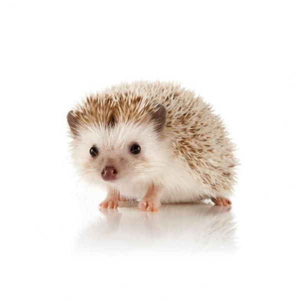 Il Riccio Come Animale Domestico | Cute Animals, Hedgehog Pet, Baby Animals