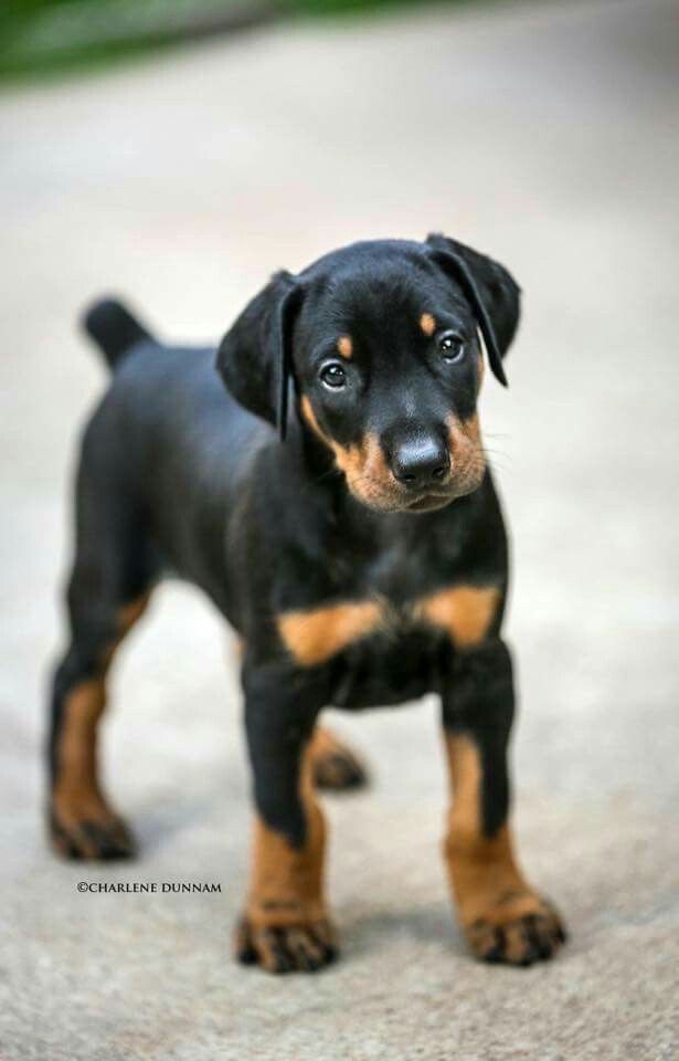 Pretty Doberman Puppy Doberman Puppy Doberman Pinscher Puppies