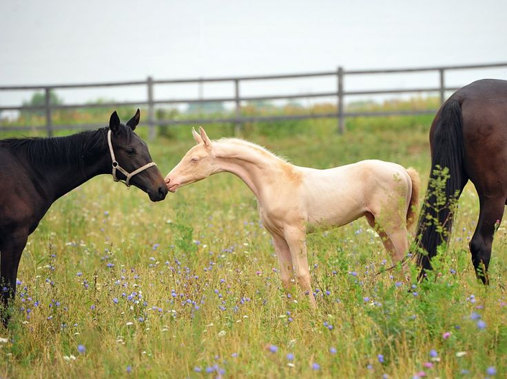 229 best images about Horses Akhal Teke on Pinterest