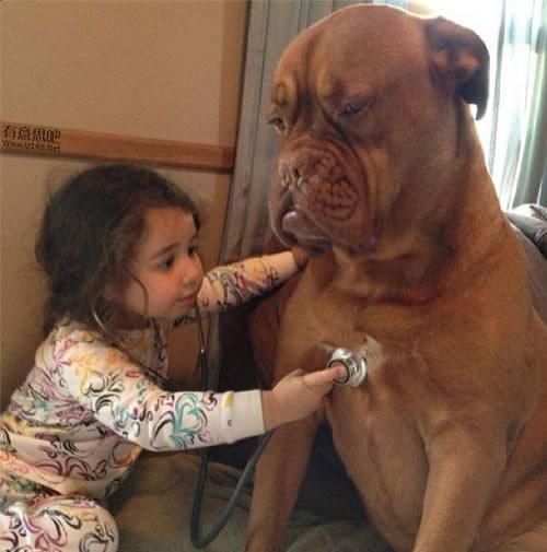 babysit a dog