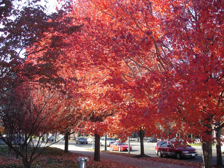 Stamford CT In The Fall Favorite Places Stamford Country Roads stamford-ct-in-the-fall-favorite-places-stamford-country-roads