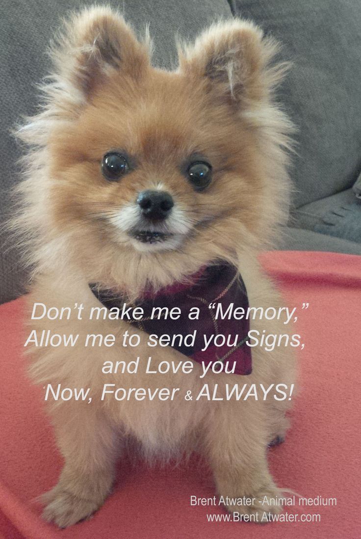 signs of pomeranian dying 18 best signs from pets in afterlife animal after images on signs of pomeranian dying 18 best signs from pets in afterlife animal after images on