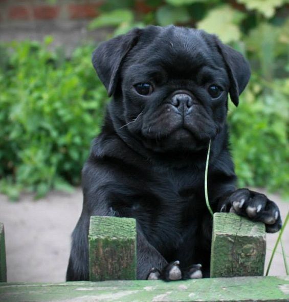 Cute Black Pug Puppy With Images Black Pug Puppies Pug