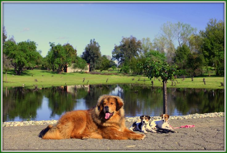 Best Dog Trainers Sacramento Best Dog Trainers Sacramento