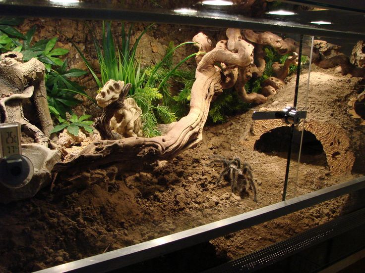 vogelspin terrarium - Google Search | Tarantula enclosure, Tarantula  habitat, Pet tarantula