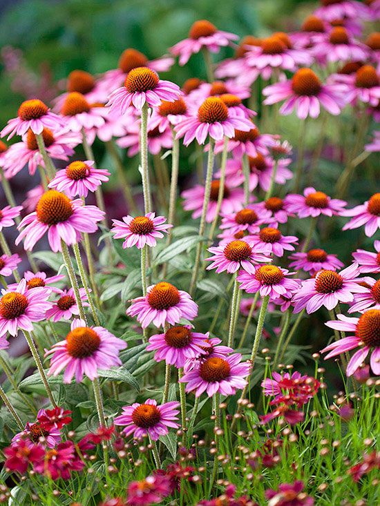 best 25 full sun plants ideas on pinterest full sun best 25 full sun plants ideas on pinterest full sun