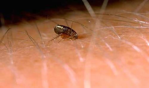 How To Get Rid Of Ticks Outdoors Naturally How To Get Rid Of Ticks Outdoors Naturally
