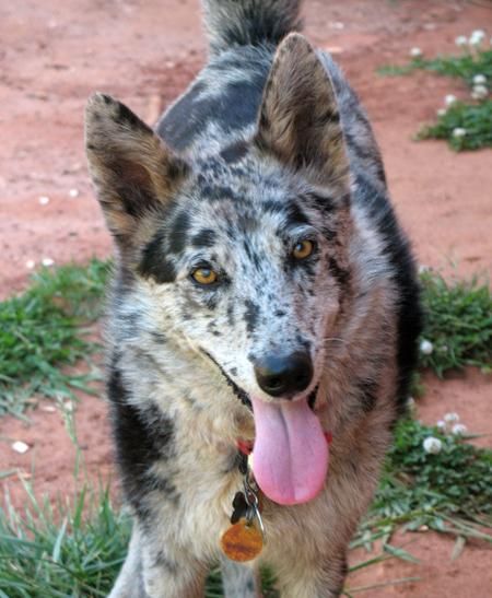 australian shepherd pomeranian mix 21 best ausky australian shepherd husky mix images on pinterest australian shepherd pomeranian mix 21 best ausky australian shepherd husky mix images on pinterest