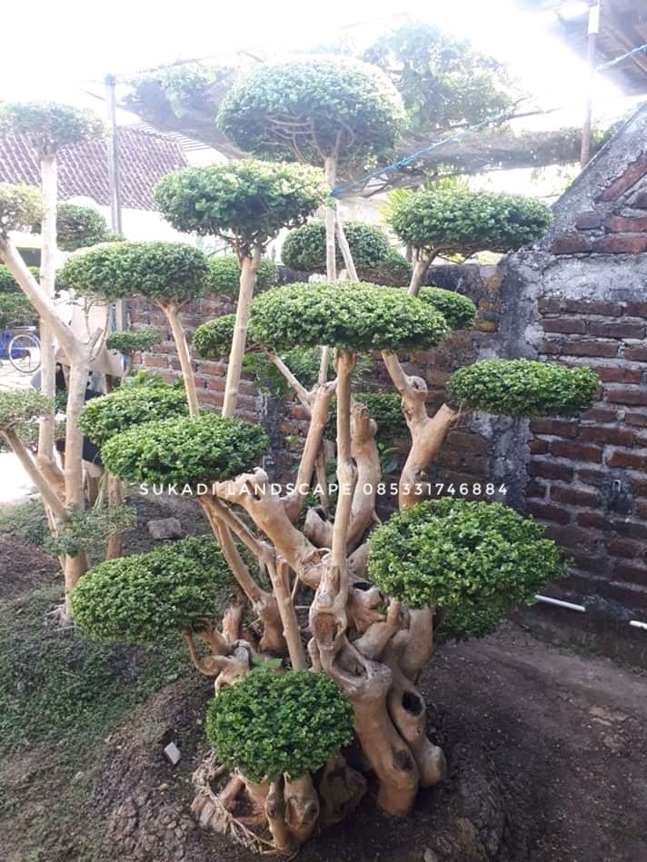 Gambar Taman Minimalis Yang Mewah Dan Unik Di 2020 Taman Miniatur Taman Desain Lanskap
