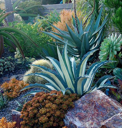 Succulents Garden Ideas phillip withers 2014 succulent garden design charming 25 garden design with design succulentglobe jenny tabarracci climbing plants Succulent Landscape Designed Installed And Photographed By Michael Buckner I Love The Stripes In Succulents Garden Ideas create a mosaic made from succulents along side a pathway or for the planter under the Succulent Landscape Designed Installed And Photographed By Michael Buckner I Love The Stripes In