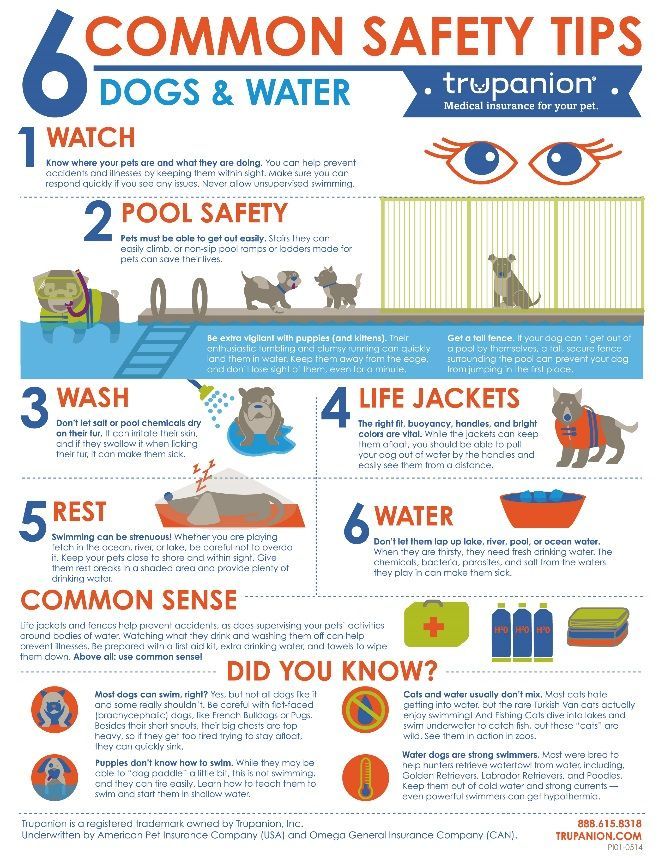PET CPR INSTRUCTIONAL POSTER 24X36 unique educational animal-friendly HOT NEW