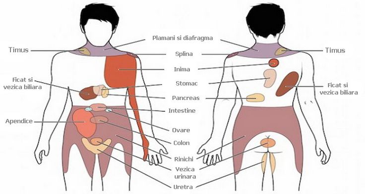 anatomia prostata pdf