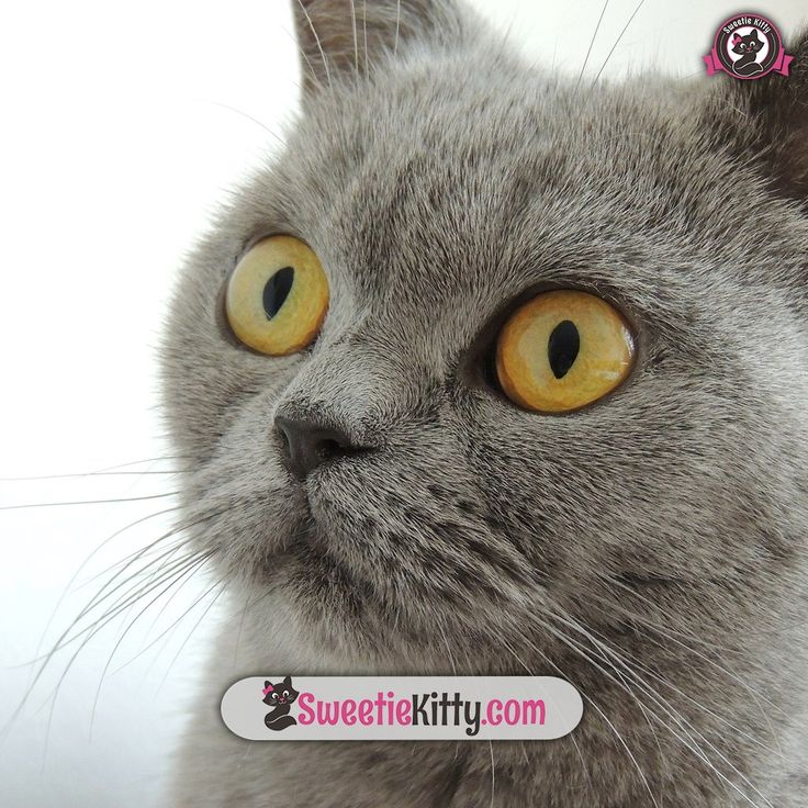 Free eBook – “Top 10 Cat Breeds” | Sweetie Kitty - 2021 | Heavy ... Heavy Breathing Cat Picture