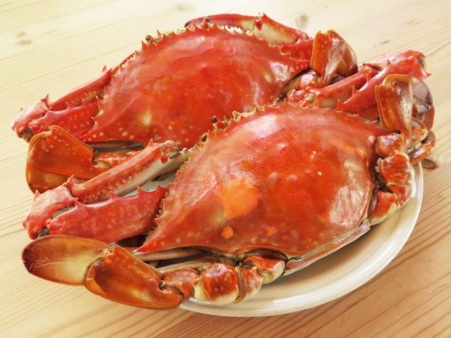 いちばんおいしい食べ方 ワタリガニの蒸し蟹 レシピ ワタリガニ レシピ おいしい 和食 レシピ