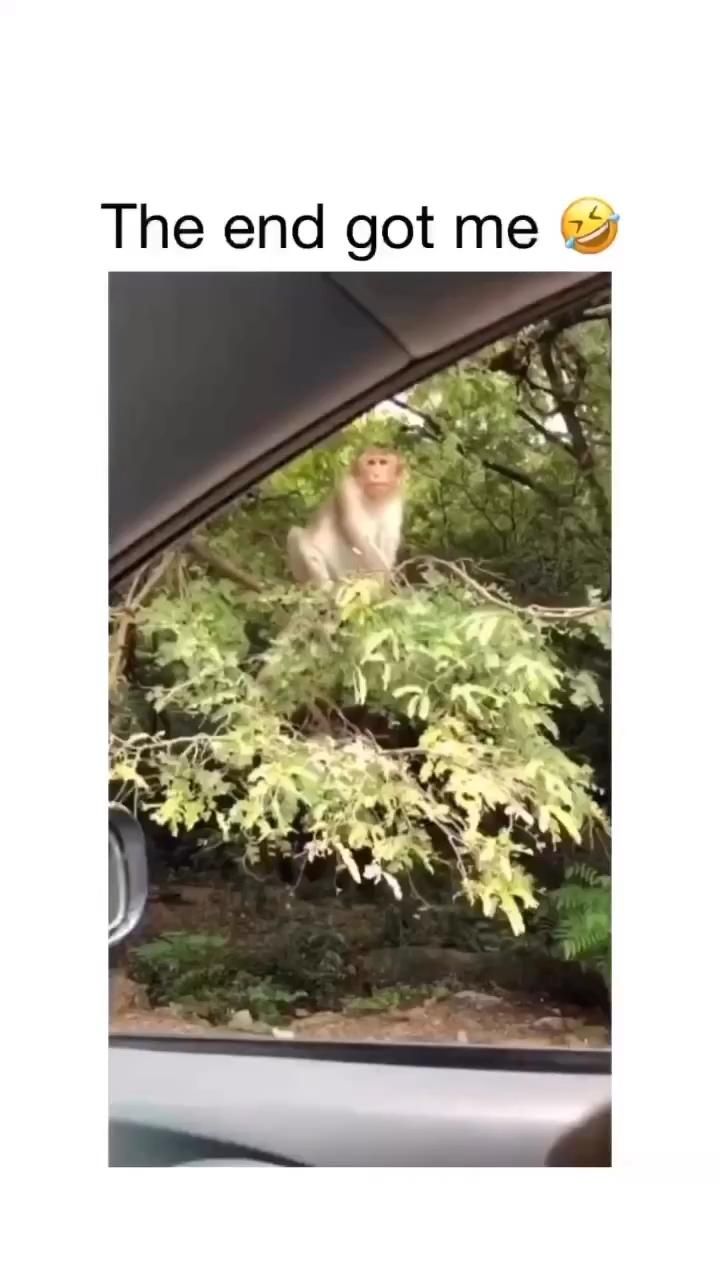 Pin By Dan On Funny Stuff Video In 2024 Funny Animal Jokes Funny 37fcb7d9eed29ab621c8f25d998350ad