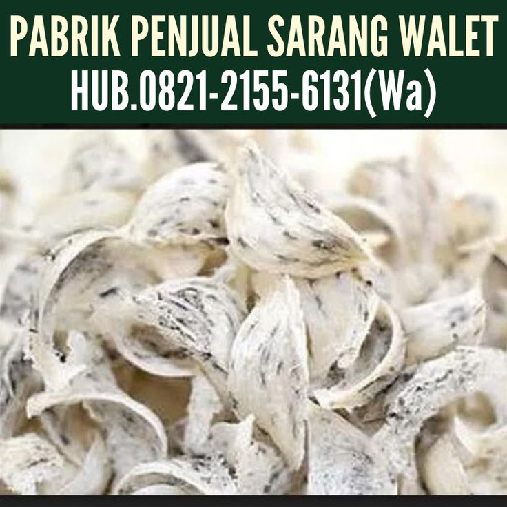Sarang Walet Merah, Pabrik Sarang Walet Surabaya, Sarang Walet Surabaya | Burung walet, Sarang burung, Burung