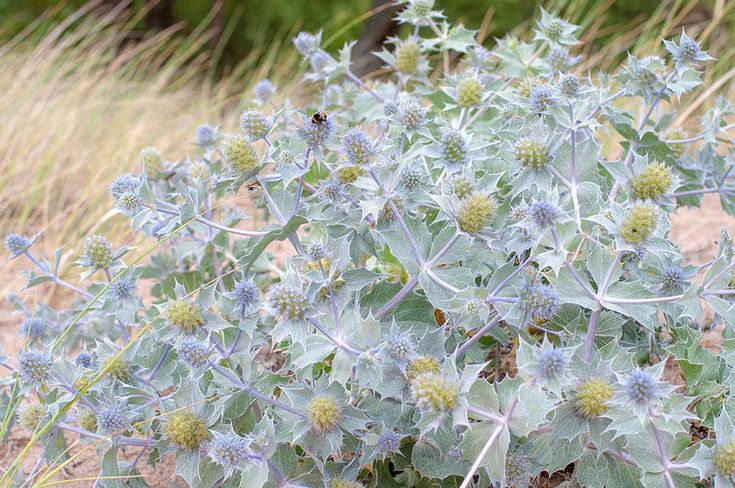 装飾的な花 オーナメンタルな姿を楽しみたい エリンジウム品種編 乙庭styleの植物21 エリンジウム 庭のアイデア Diy 庭