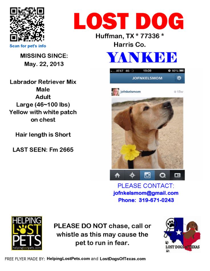 33 best LOST FOUND MISSING DOGS USA UK images on Pinterest Book - lost pet flyer template free 33 best LOST FOUND MISSING DOGS USA UK images on Pinterest Book - lost pet flyer template free