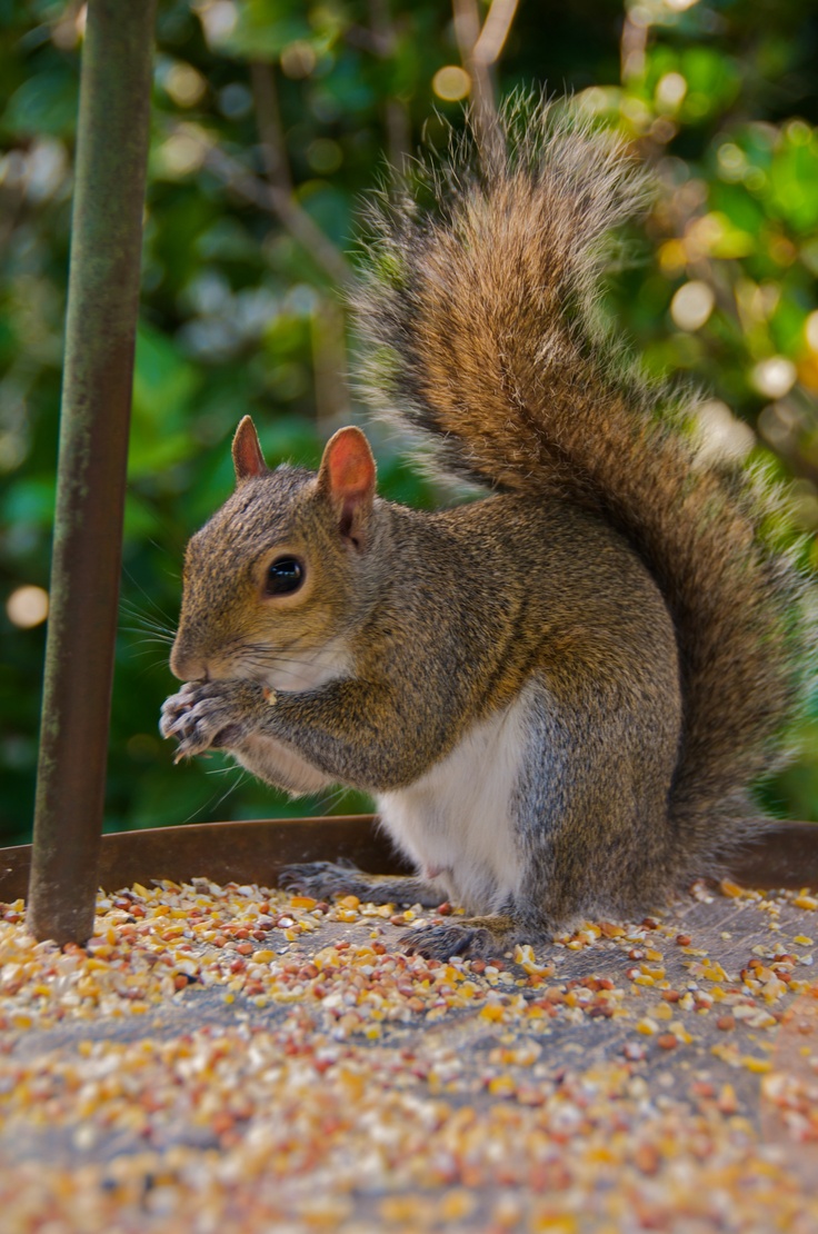 2479 best squirrels images on pinterest animals 2479 best squirrels images on pinterest animals