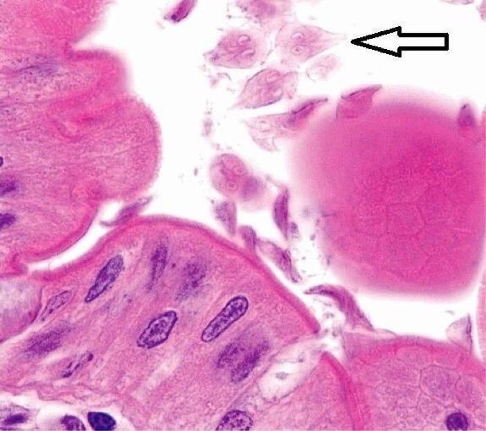 giardia histology stain