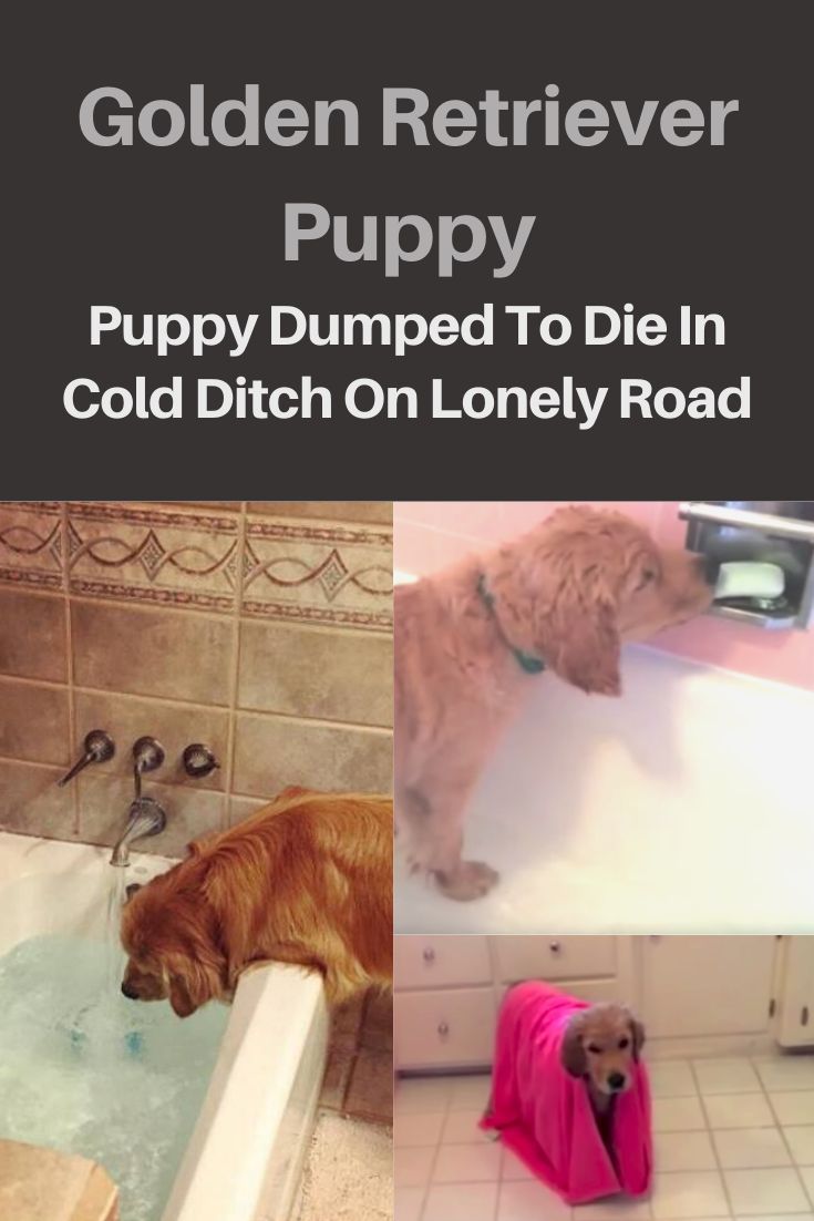 Brady The Four Month Old Golden Retriever Can Take Baths All On