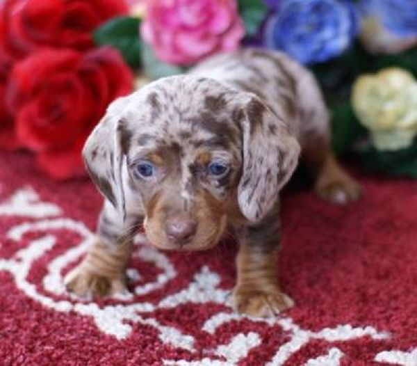 dapple dachshund puppies for sale in nc best 25 dachshund puppies for sale ideas on dachshunds for sale daschund dapple dachshund puppies for sale in nc best 25 dachshund puppies for sale ideas on dachshunds for sale daschund