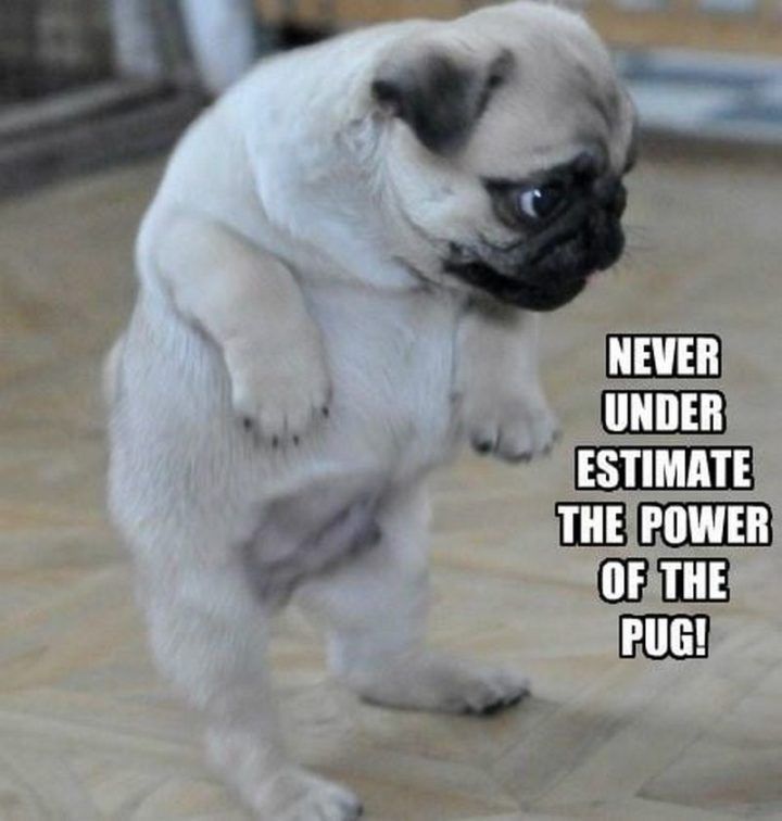 101 Lovable Pug Memes That Are Too Puggin Cute Cute Pugs Baby