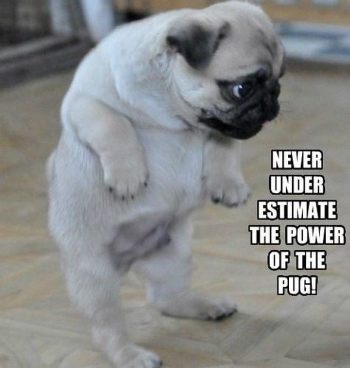 101 Lovable Pug Memes That Are Too Puggin' Cute Cute pugs, Pugs funny,...