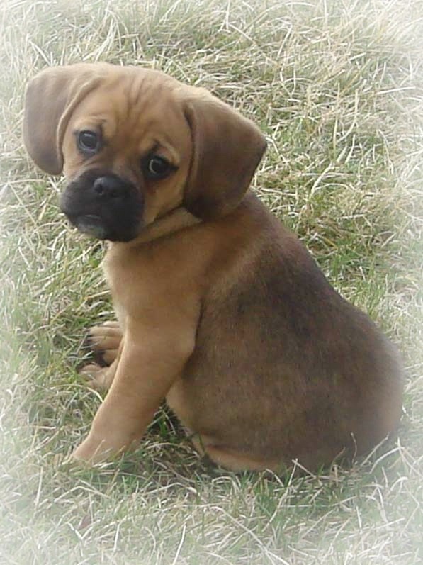 half beagle half pug precious puggle puppy half pug half beagle and all mine half beagle half pug precious puggle puppy half pug half beagle and all mine