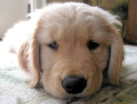 is there a black golden retriever best 25 black golden retriever ideas on black labs flat coated retriever is there a black golden retriever best 25 black golden retriever ideas on black labs flat coated retriever