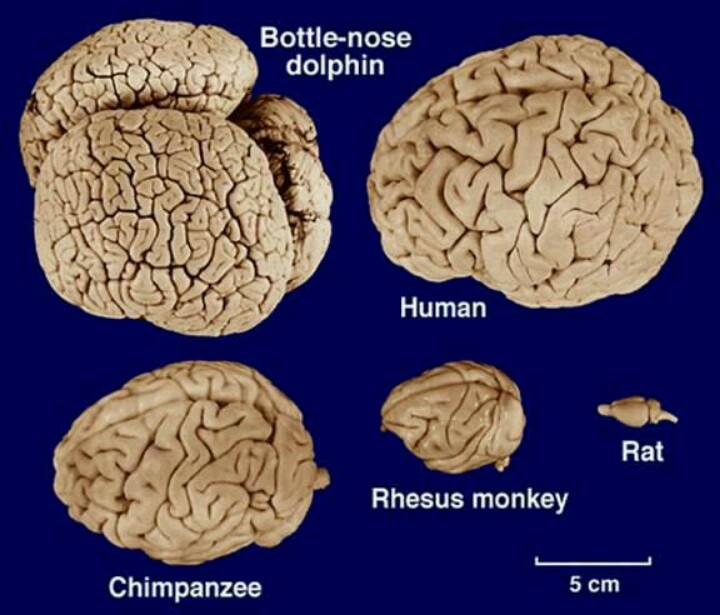 41 best brain images on pinterest the brain neuroscience and the dog brain size