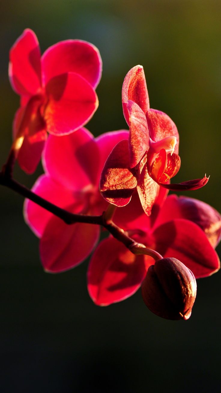 Bunga Sakura Gambar Bunga Cantik Untuk Wallpaper Hp Bunga Bunga Cantik Gambar Bunga