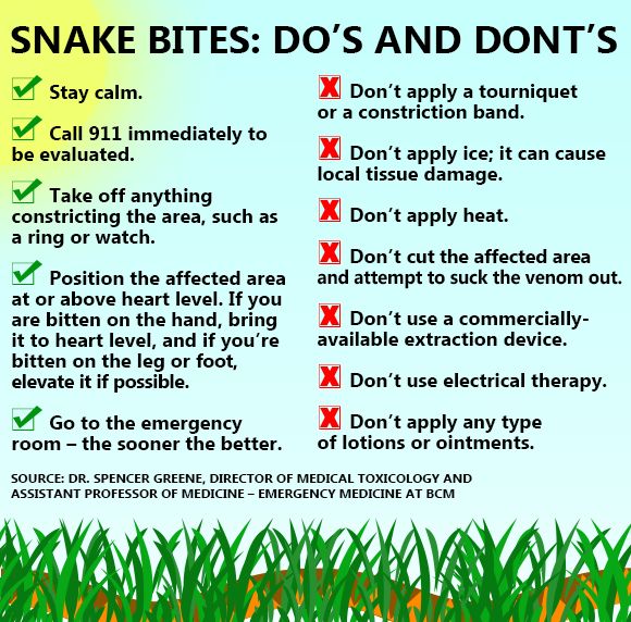 First Aid In Case Of Dog Bite Ppt First Aid In Case Of Dog Bite Ppt