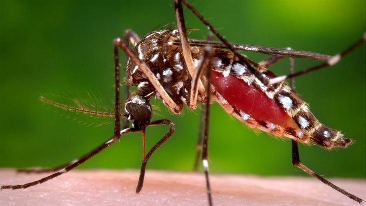 WHO Zika situation report Caraibe Caribbean Pinterest - situation report WHO Zika situation report Caraibe Caribbean Pinterest - situation report