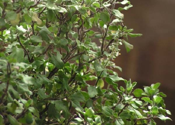 Les plantes du Feng Shui, en plus de limiter l'air vicié, ont un rôle éne...